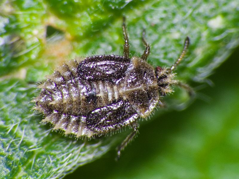 Tingis (Neolasiotropis) pilosa (Hummel, 1825)